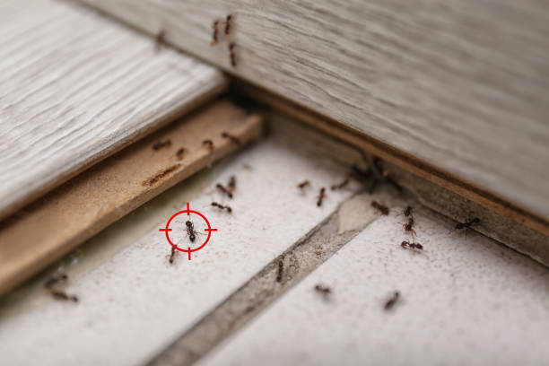 Best Cockroach Control Services  in Jemison, AL