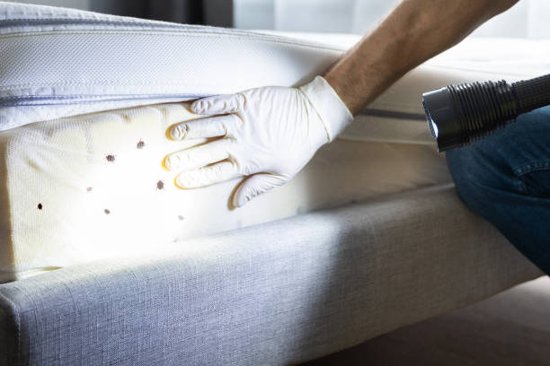 Best Local Pest Control Services  in Jemison, AL